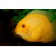Heros severus Gold 